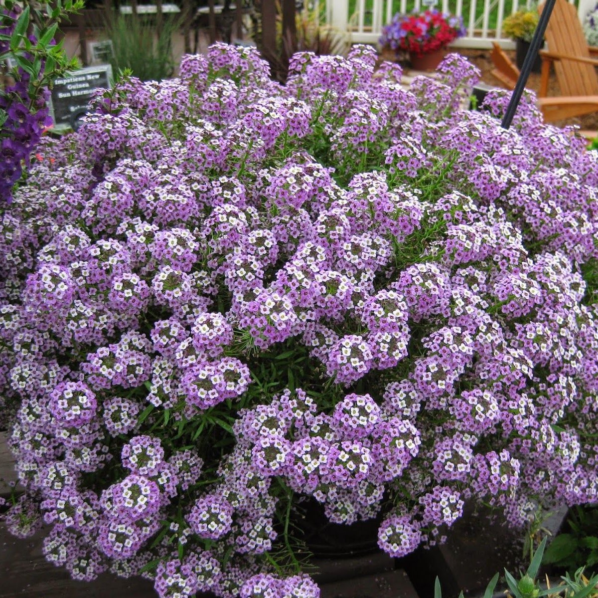 Алиссум Lobularia maritima