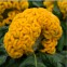 Целозия гребенчатая Concertina Yellow 3 шт семян