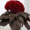 Целозия гребенчатая Concertina Dark Red Leaf 3 шт семян