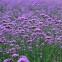 Вербена бонарская Purple Haze 10 шт семян