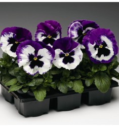 Виола Colossus White With Purple Wing 5 шт семян