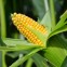 Кукуруза сахарная Noa F1 10 шт семян