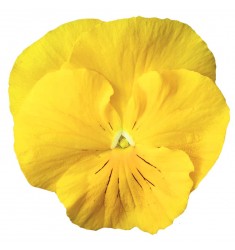 Виолы Сolossus Pure Golden Yellow 5 шт семян