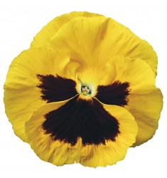 Виолы Сolossus Yellow with Blotch Imp 5 шт семян