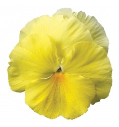 Виолы Сolossus Lemon Shades 5 шт семян