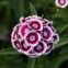 Гвоздика турецкая Sweet Purple White Bicolor 5 шт семян