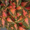 Колеус Wizard Coral Sunrise 10 шт семян