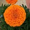 Тагетес Taishan F1 Orange 5 шт семян