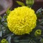 Тагетес Taishan F1 Yellow 5 шт семян
