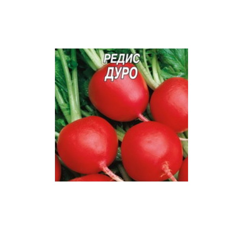 Редис дуро краснодарское. Редис Дуро фото.