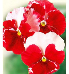 Виола Desiderio Orchid Rose Tricolour 5 шт семян