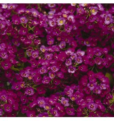 Алиссум Clear Crystal Purple Shades 10 шт семян