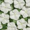 Катарантус крупноцветковый Вулкан F1 Белый 5 шт семян
