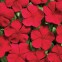 Катарантус крупноцветковый Вулкан F1 Красный 5 шт семян