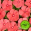 Катарантус крупноцветковый Вулкан F1 Пич 5 шт семян
