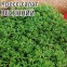 Кресс салат Весенний 1 гр, ч/б пакет