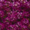 Алиссум Clear Crystal Purple Shades 5 шт мультидраже